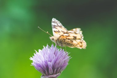 Bir çiçeği çiçek güzel kelebeği 