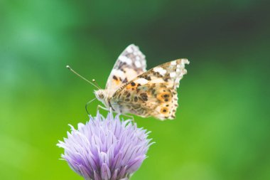 Bir çiçeği çiçek güzel kelebeği 