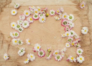  papatya çiçekler arka planda yakın 