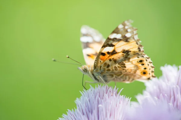 Schöner Schmetterling Auf Einer Blütenblume — Stockfoto