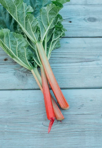 Fresh Rhubarb Leaves Close Stock Image