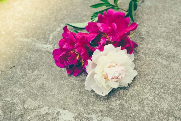 Vackra Blommor Bukett Närbild — Stockfoto