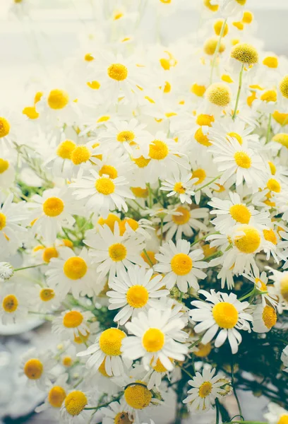 Sommar Chamomiles Blommor Bakgrunden Närbild — Stockfoto