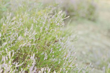 Demet vahşi pembe fundalık çiçekleri
