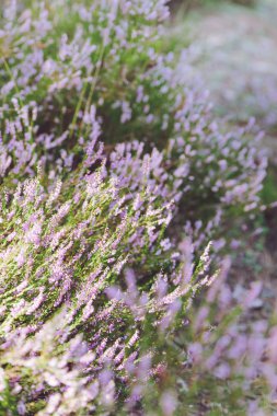 Demet vahşi pembe fundalık çiçekleri