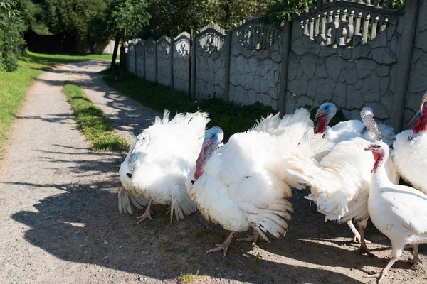 Turkeys birds on outdoor background