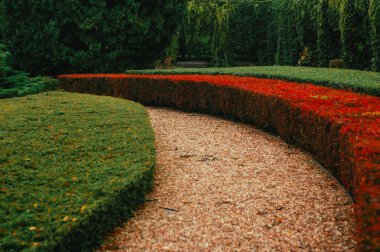 Yeşil park çalıların ile güzel yolu