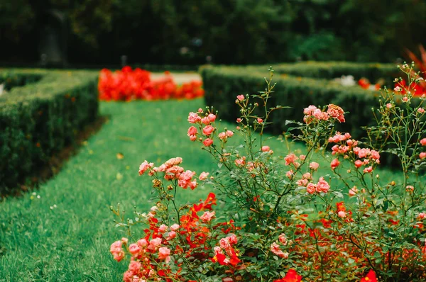 Pintoresca Vista Del Hermoso Jardín Con Arbustos Geométricos Flores Día — Foto de Stock