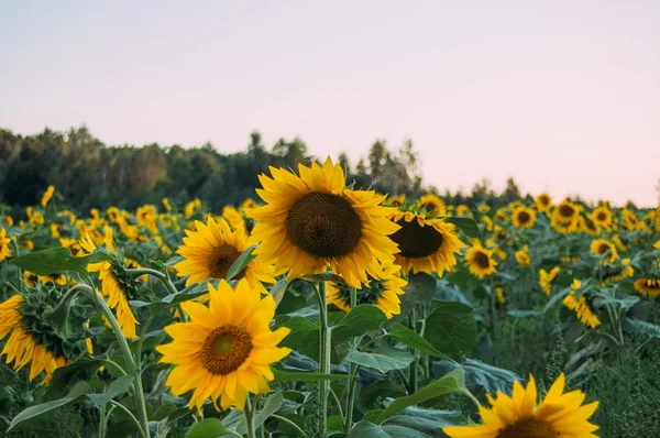 sunflower field, sunflower meadow, flower field, flower meadow, sunflowers and sky, yellow flowers, sunset sky
