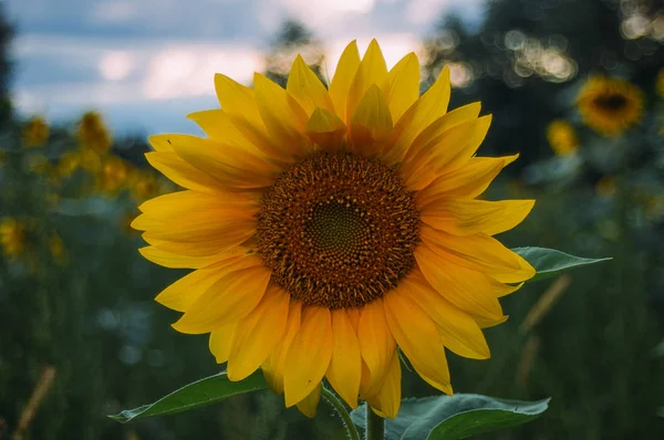 sunflower field, sunflower meadow, flower field, flower meadow, sunflowers and sky, yellow flowers, sunset sky