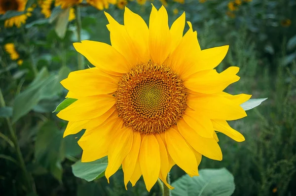 Sonnenblumenfeld Sonnenblumenwiese Blumenfeld Blumenwiese Sonnenblumen Und Himmel Gelbe Blumen Sonnenuntergangshimmel — Stockfoto