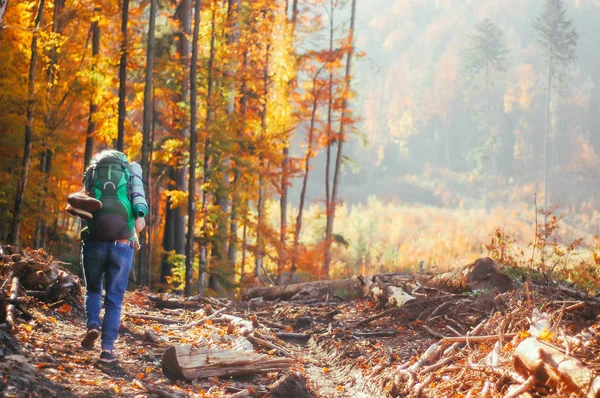 traveler in mountains, traveler in autumn forest, traveler in forest, traveling in mountains, traveling in autumn, traveling in autumn mountains, camping trip, camping trip in mountains, autumn camping trip, autumn forest, autumn mountains, yellow fo