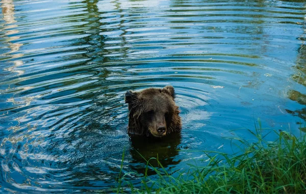 Urso Grizzly Marrom Grande Ursus Arctos Sentado Água — Fotografia de Stock