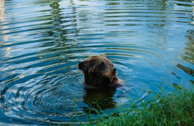 Büyük kahverengi suyun içinde oturan ayı (Ursus arctos)