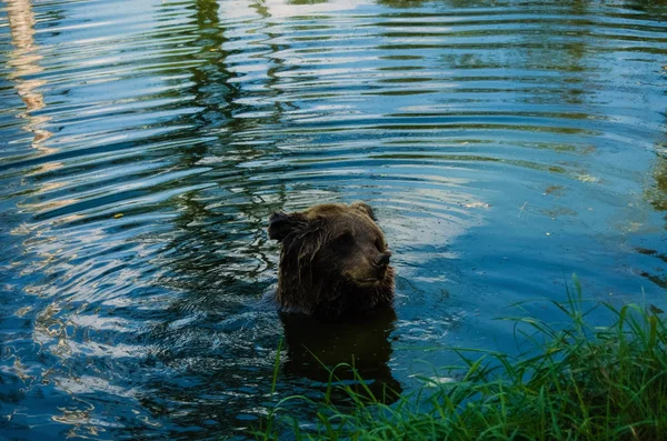 Big Brown Grizzly Bear Ursus Arctos Sitting Water — Stock Photo, Image