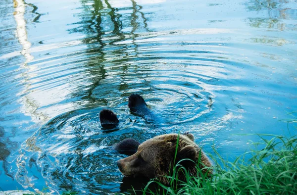 Big Brown Grizzly Bear Ursus Arctos Sitting Water — Stock Photo, Image