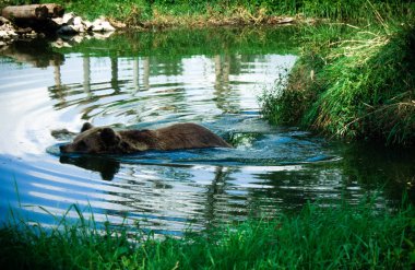 Büyük kahverengi suyun içinde oturan ayı (Ursus arctos)