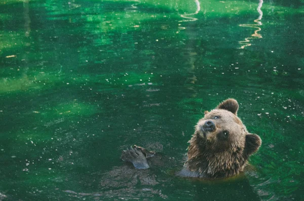 Big Brown Grizzly Bear Ursus Arctos Sitting Water — Stock Photo, Image