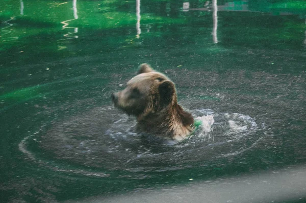 Big Brown Grizzly Bear Ursus Arctos Sitting Water — Stock Photo, Image