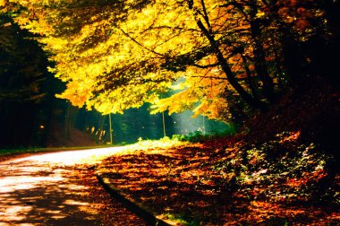  düşen yaprakları sonbahar park. sarı güneşli ağaçlar