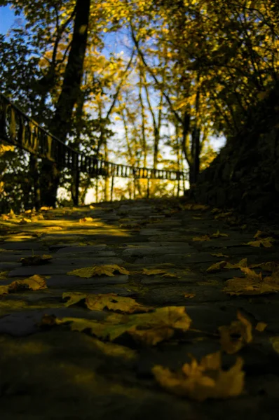 Path Gray Stones Park Autumn Foliage Bright Yellow Leaves Yellow — Stock Photo, Image