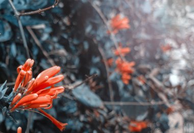 Pyrostegia venusta(Pyrostegia venusta ,Flaming Trumpet, Fire-cracker Vine, Orange-trumpet Vine) blooming  clipart