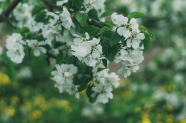 Çiçekli ağaçlar. Çiçekli elma. Çiçek Kiraz çiçeği