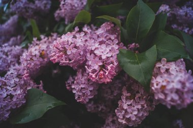 yağmurda ilkbaharda leylak çiçek