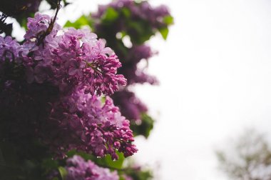 yağmurda ilkbaharda leylak çiçek