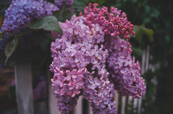 цветение сирени весной в дождь