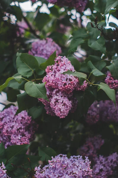 Lilac Bloom Spring Rain — Stock Photo, Image