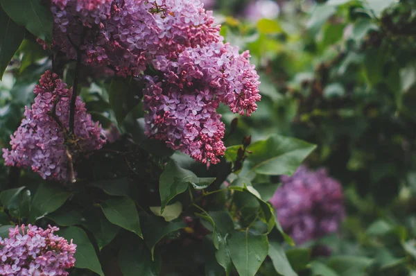 Lilac Bloom Spring Rain — Stock Photo, Image