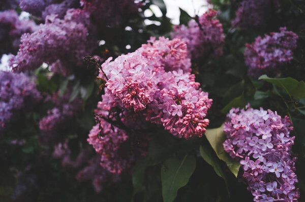 цветение сирени весной в дождь