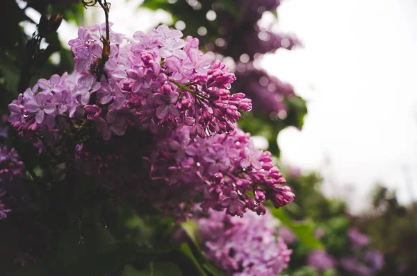 Lilac Bloom Spring Rain — Stock Photo, Image