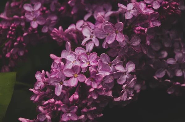 Lilac Bloom Spring Rain — Stock Photo, Image