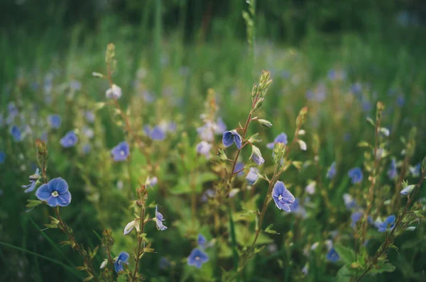 flower field, flower meadow, flower field,blue flowers, little flowers, purple flowers