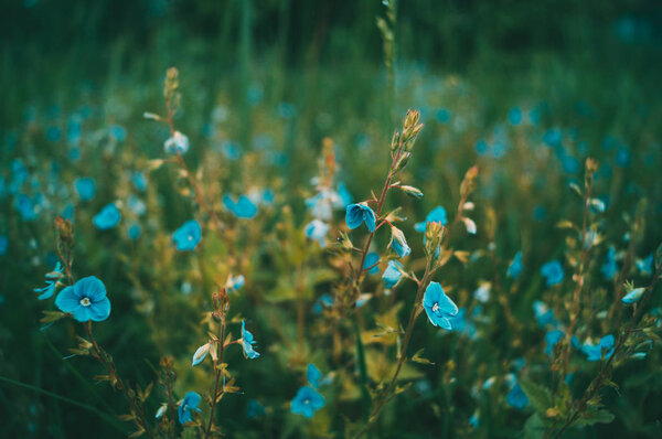  цветочное поле, цветочный луг, цветочное поле, голубые цветы, маленькие цветы, фиолетовые цветы
