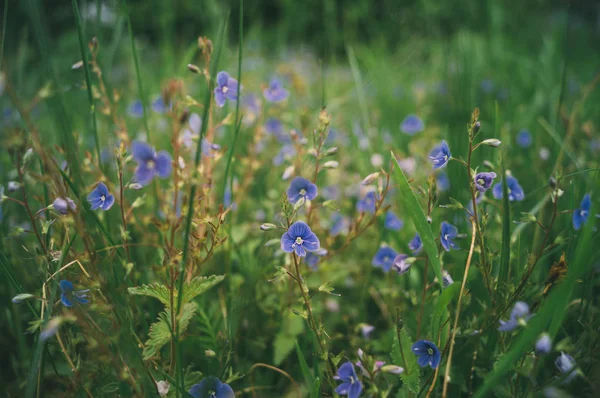 flower field, flower meadow, flower field,blue flowers, little flowers, purple flowers