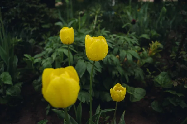 yellow tulips, yellow tulips with drops of water