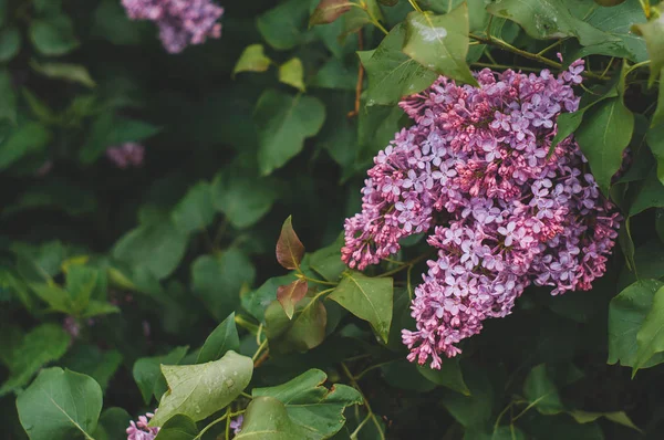 Lilac Bloom Spring Rain — Stock Photo, Image