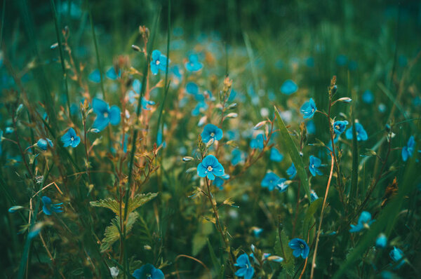  цветочное поле, цветочный луг, цветочное поле, голубые цветы, маленькие цветы, фиолетовые цветы
