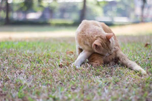 Lonely Cat Caring Itself — Stock Photo, Image