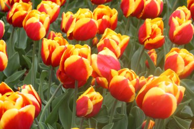 Keukenhof renkli lale Bahçe - Hollanda