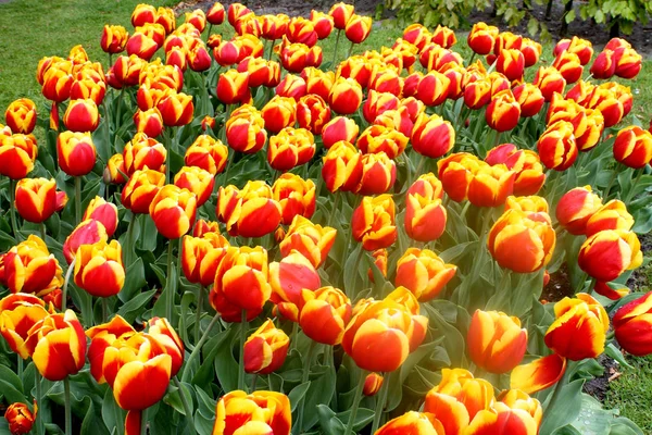 Colorful Tulips Keukenhof Garden Holland — Stock Photo, Image