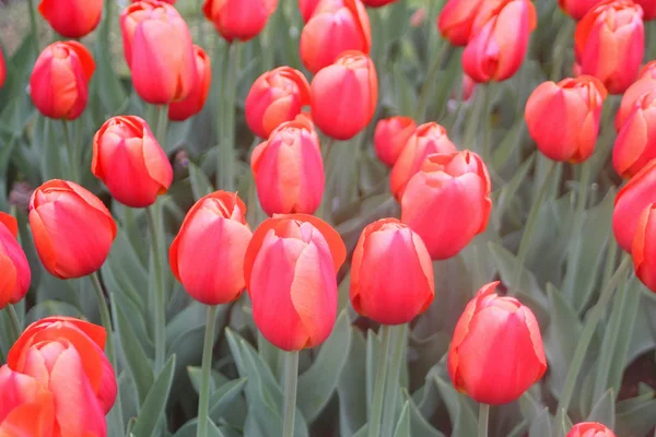 Colorful Tulips Keukenhof Garden Holland — Stock Photo, Image