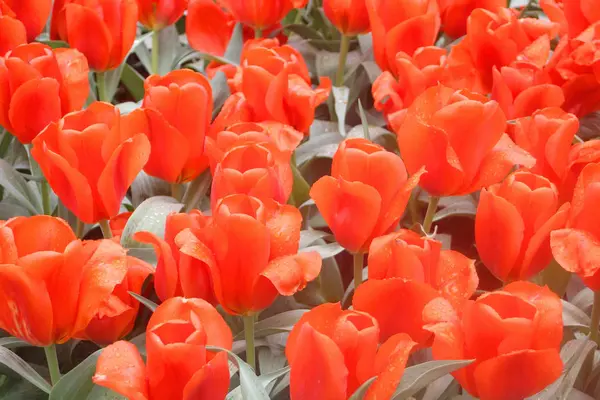 Colorful Tulips Keukenhof Garden Holland — Stock Photo, Image