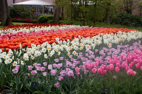 Colorful Tulips Keukenhof Garden Holland — Stock Photo, Image