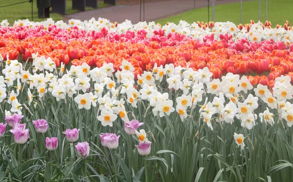 Colorful Tulips Keukenhof Garden Holland — Stock Photo, Image