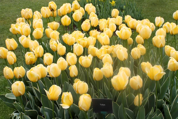 Yellow Tulips Keukenhof Garden Holland — Stock Photo, Image