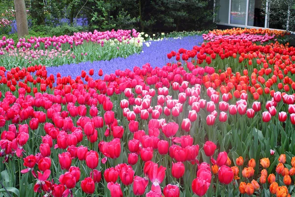 Colorful Tulips Keukenhof Garden Holland — Stock Photo, Image